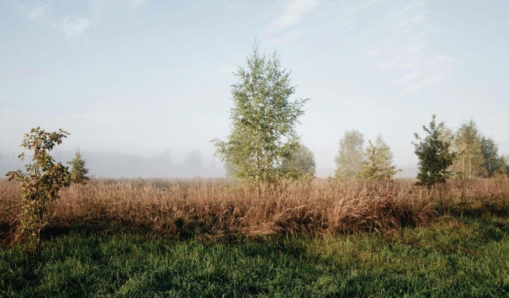 A Significantly Brighter Tone